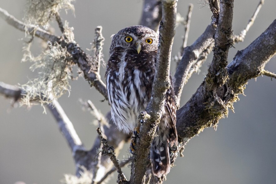 Andean Pygmy-Owl by Karl F. Sjölund Andean Pygmy-Owl by Karl F. Sjölund