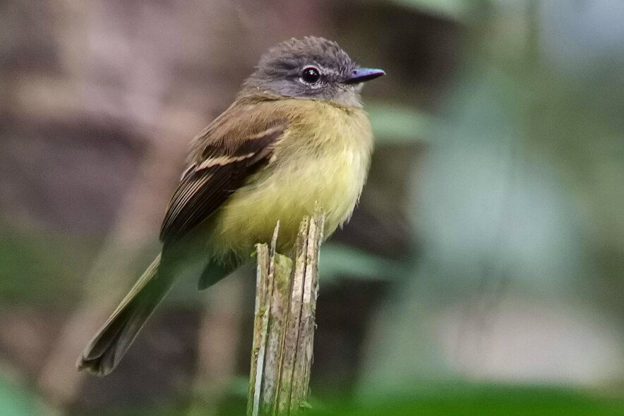 by Johnnier Arango Black-billed Flycatcher
