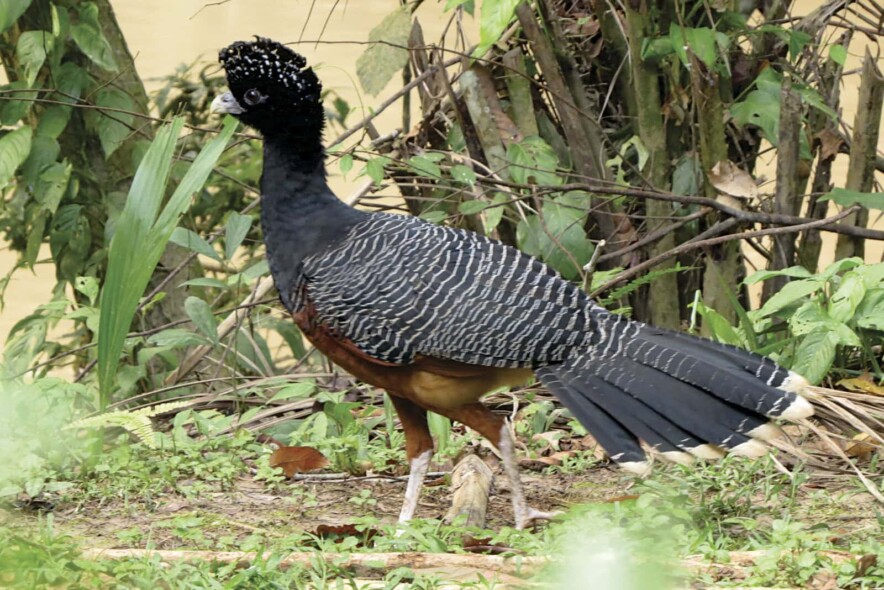 by Johnnier Arango Blue-billed Curassow female