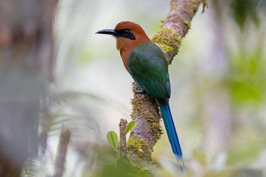 Karl F. Sjölund Broad-billed Motmot