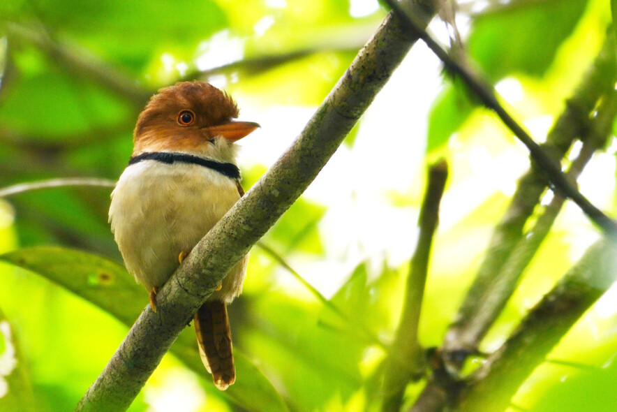 Collared Puffbird perched in a branch with a background of leaves