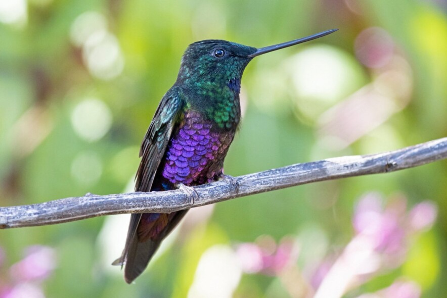 by Karl F. Sjölund Blue-throated Starfrontlet
