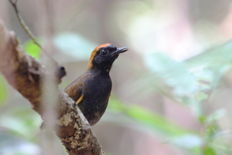 Ruffous-capped Antthrush