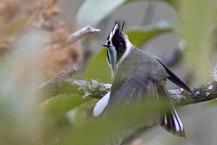 by Karl F. Sjölund Green-bearded Helmetcrest