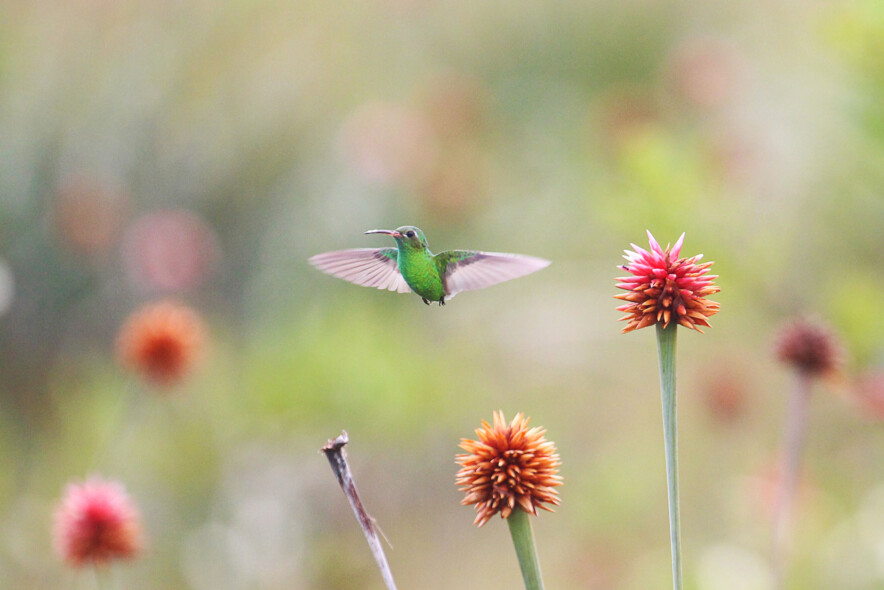 Green-tailed Golden-Throat