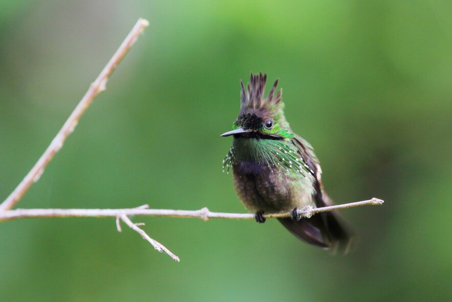 by Juan C. Rivas Festive Coquette