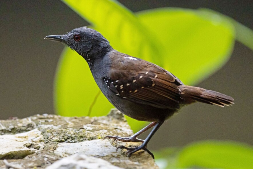 by Karl F. Sjölund Magdalena Antbird