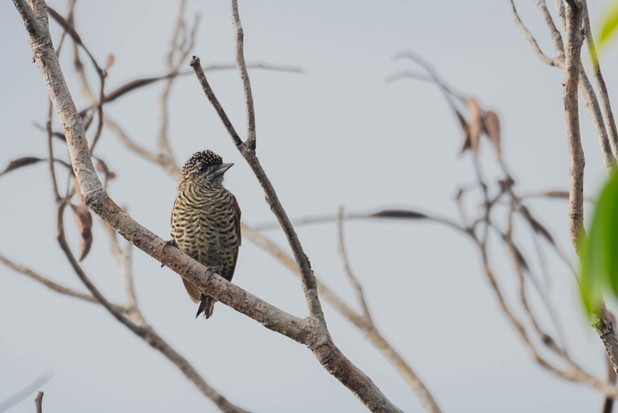 Orinoco Piculet