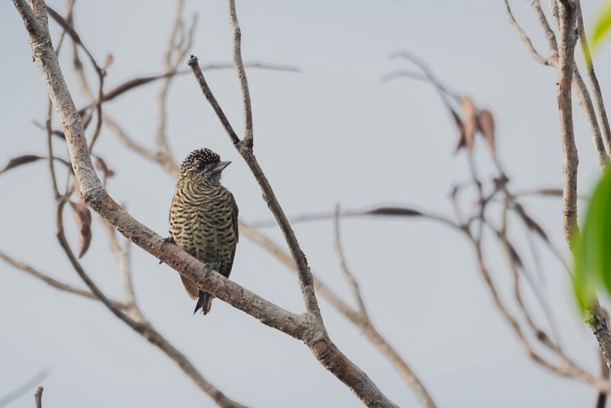 Orinoco Piculet
