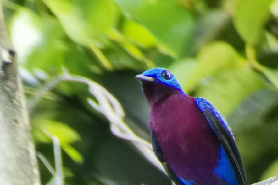 by Johnnier Arango Purple-breasted cotinga