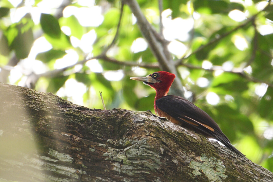 Red-necked Woodpecker
