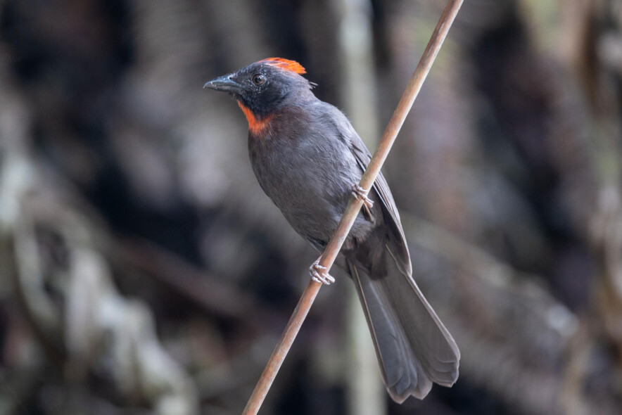 Karl F. Sjölund Sooty-ant Tanager