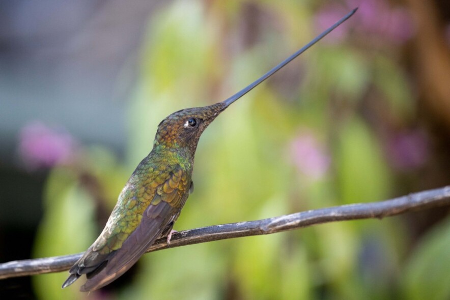 by Karl F. Sjölund Sword-billed Hummingbird