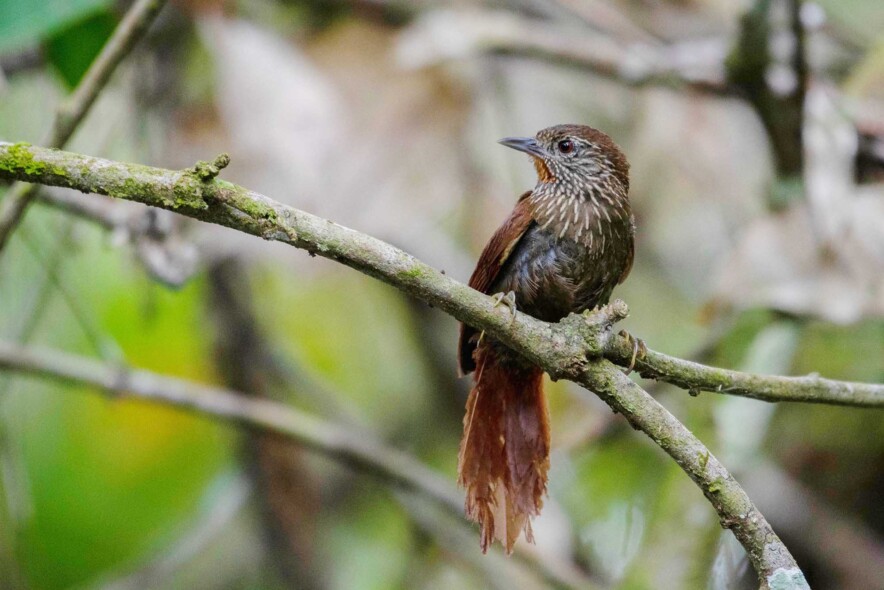 Orinoco Softtail