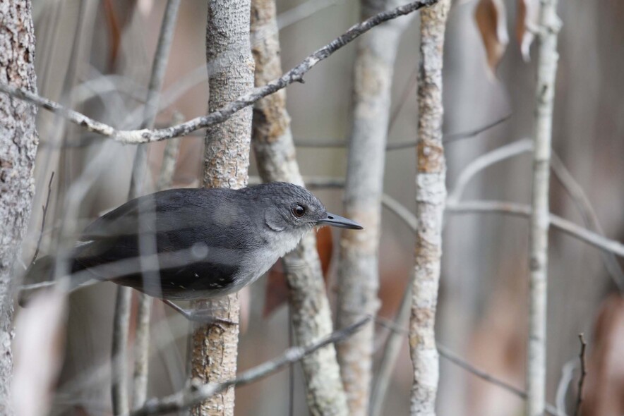 Yapacana Antbird