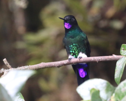 Glowing Puffleg, a hummingbird perched on a branc