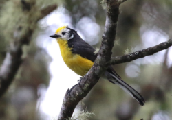 Golden-fronted Redstart
