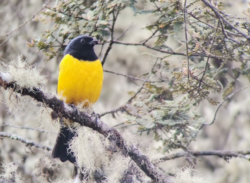 Golden-fronted redstart