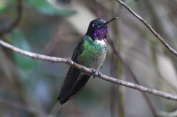 Longuemare's Sunangel , huumingbird perched on a branch