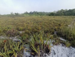 White-sand natural savannah panoramic view of a natural white sand savannah