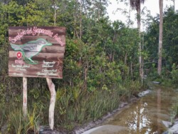 Yapacana Antbird trail Entrance of a trail in a white sand forest in Inirida