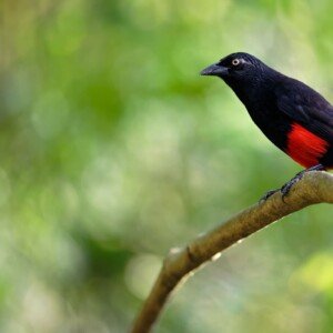 Endemic Red-bellied Grackle perched on a branch
